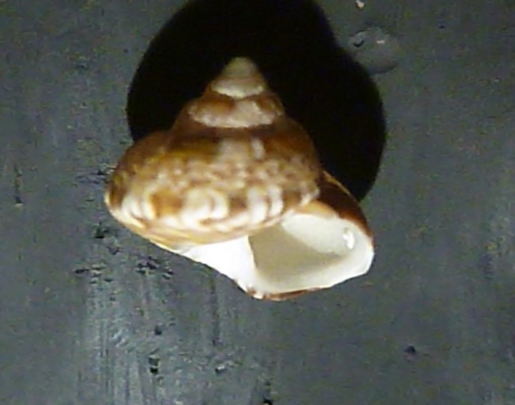 Gibbula da determinare